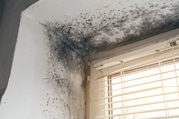 Affordable Hvac And Air Duct Mold Remediation solutions in Middleville, MI